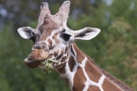 Giraffe eating