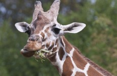 Giraffe eating