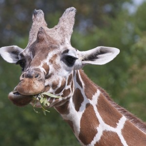 Giraffe eating