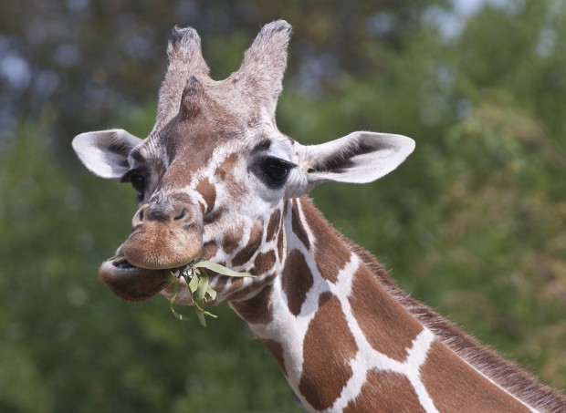 Giraffe eating